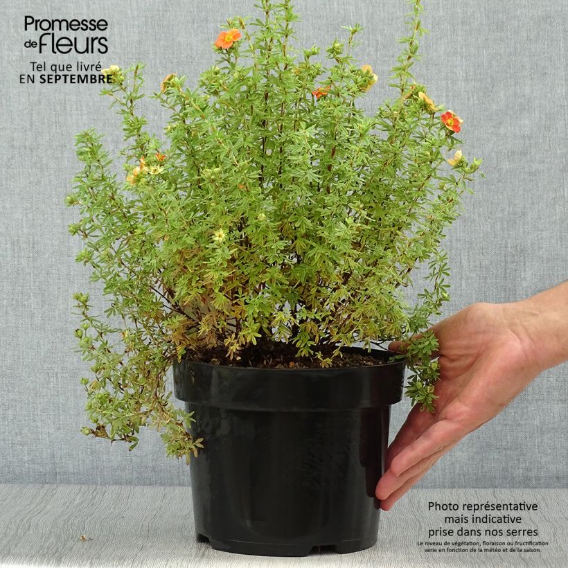 Exemplar von Fingerstrauch Orangissima - Potentilla fruticosa wie im Herbst geliefert