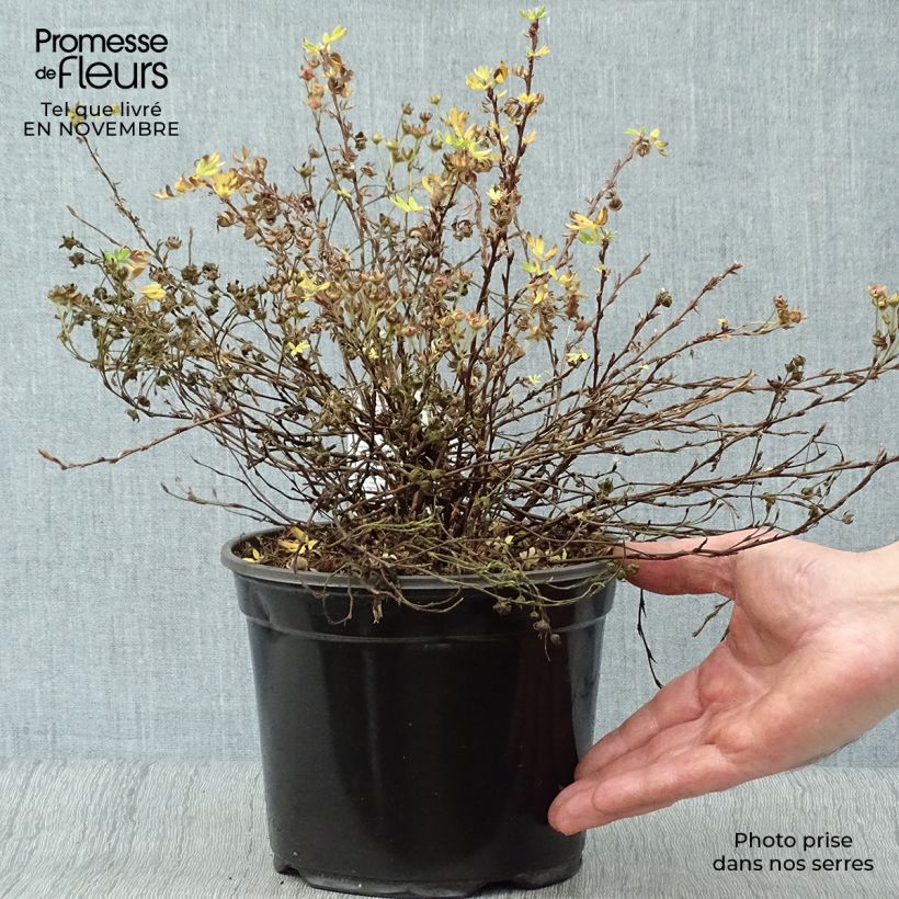 Exemplar von Fingerstrauch Abbotswood - Potentilla fruticosa wie im Herbst geliefert