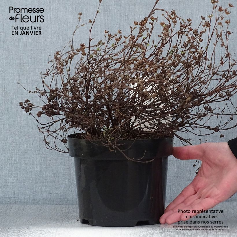 Exemplar von Potentille fruticosa Medicine Wheel Mountain Pot de 2L/3L wie im Winter geliefert