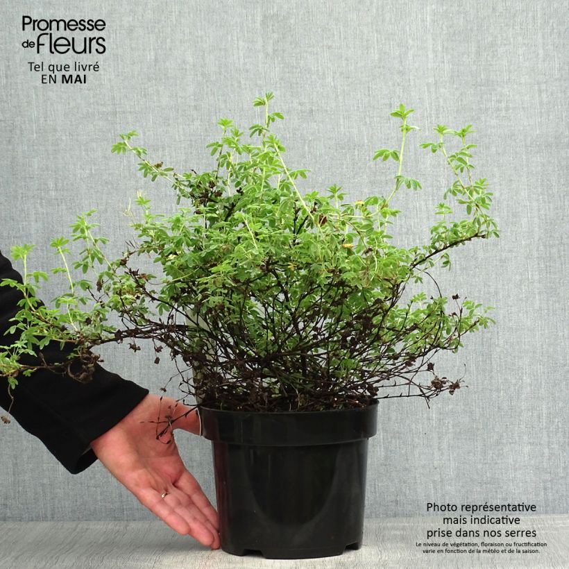 Exemplar von Fingerstrauch Medicine Wheel Mountain - Potentilla fruticosa Topf mit 2L/3LGelieferte Höhe ca. 30/40cm wie im Frühjahr geliefert