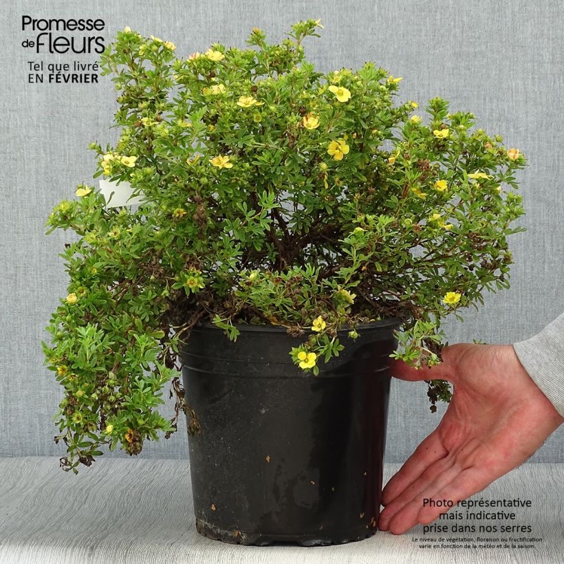 Exemplar von Potentille fruticosa Solar'issima Pot de 4L/5L wie im Herbst geliefert