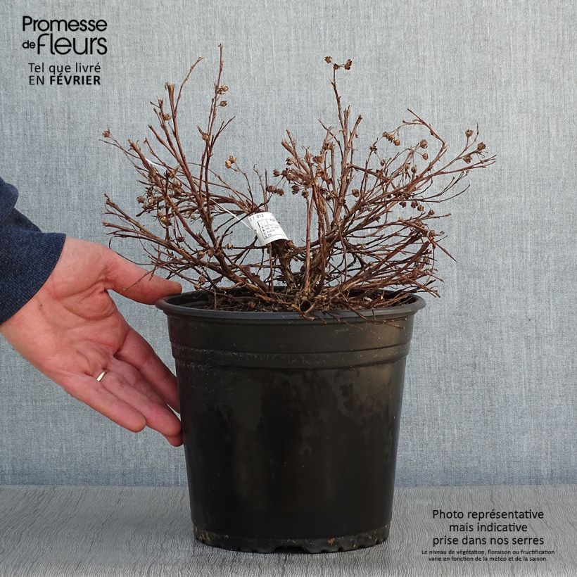 Exemplar von Potentille fruticosa Solar'issima Pot de 4L/5L wie im Winter geliefert