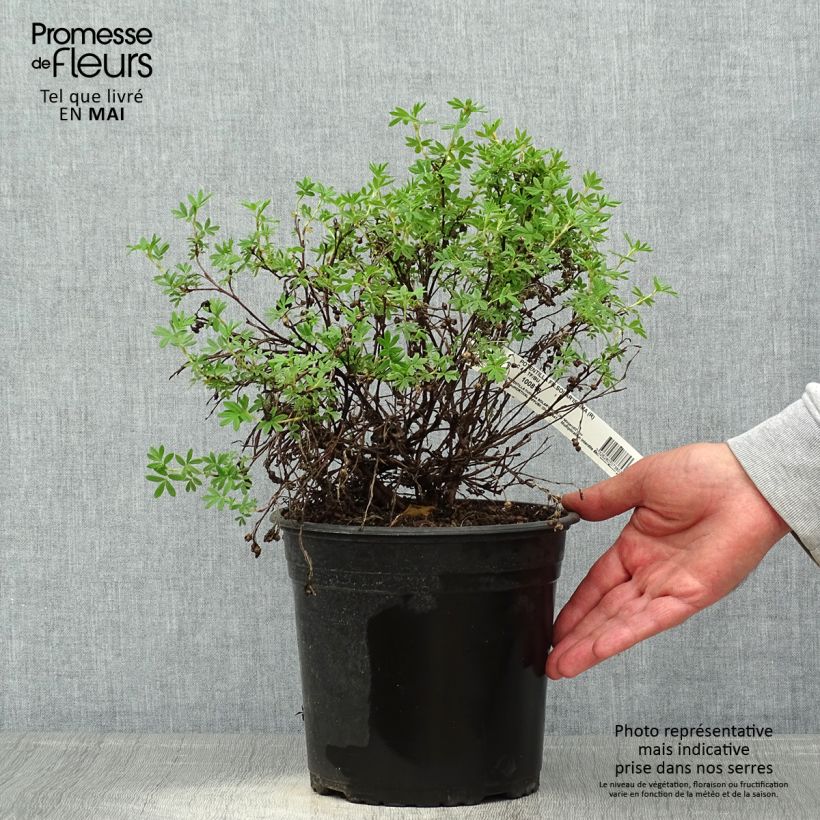 Exemplar von Fingerstrauch Solar'issima - Potentilla fruticosa Topf mit 4L/5LGelieferte Höhe ca. 30cm wie im Frühjahr geliefert