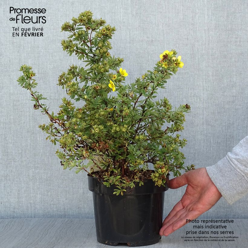 Exemplar von Potentille fruticosa Sommerflor Pot de 2L/3L wie im Herbst geliefert