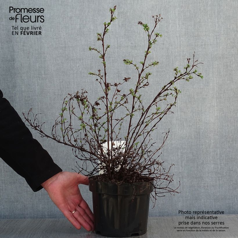 Exemplar von Potentille fruticosa Sommerflor Pot de 2L/3L wie im Winter geliefert