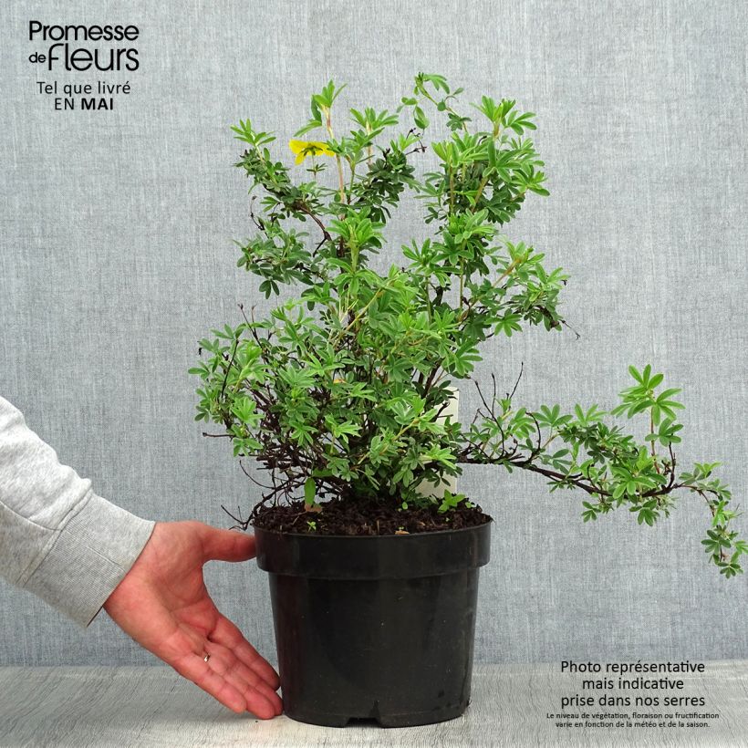 Exemplar von Fingerstrauch Sommerflor - Potentilla fruticosa Topf mit 2L/3LGelieferte Höhe ca. 30/40cm wie im Frühjahr geliefert