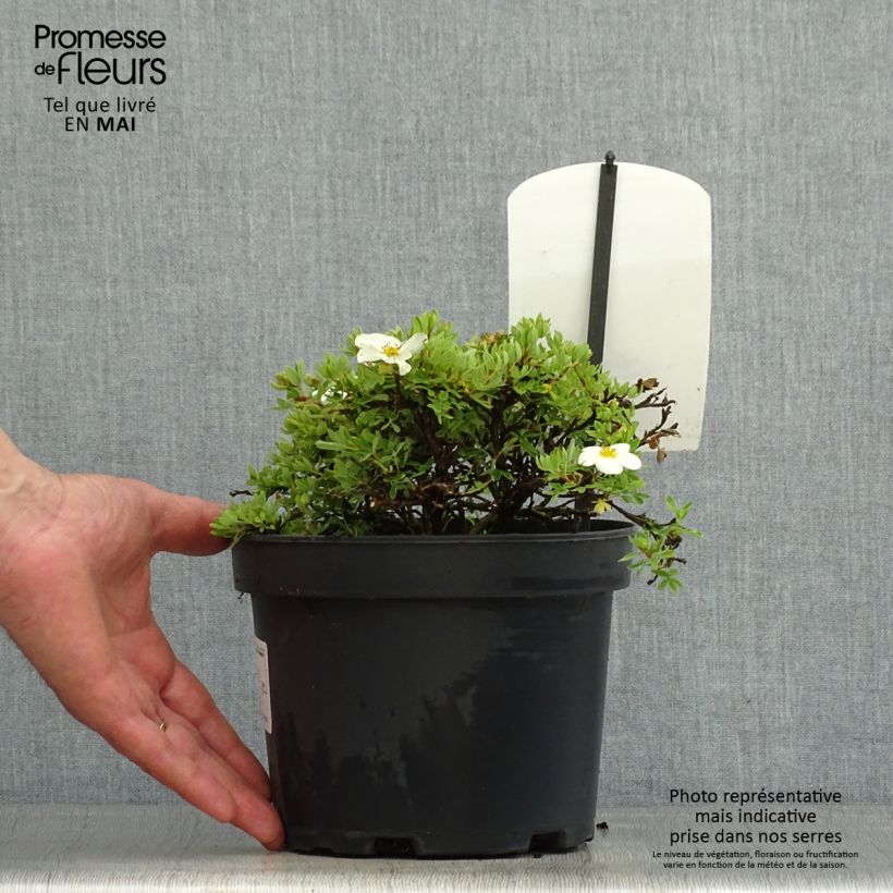 Exemplar von Fingerstrauch Tilford Cream - Potentilla fruticosa Topf mit 2L/3LGelieferte Höhe ca. 15/20cm wie im Frühjahr geliefert