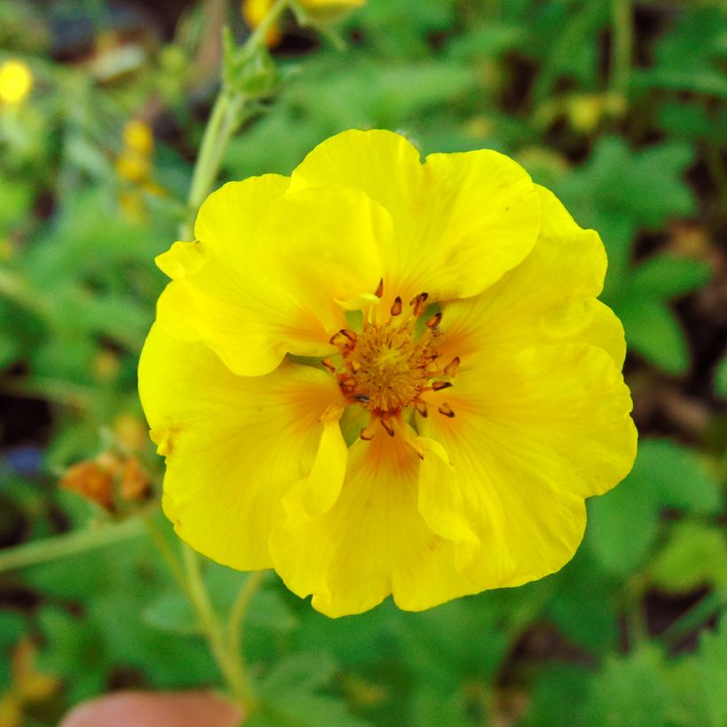 Potentilla Yellow Queen - Fingerkraut (Blüte)