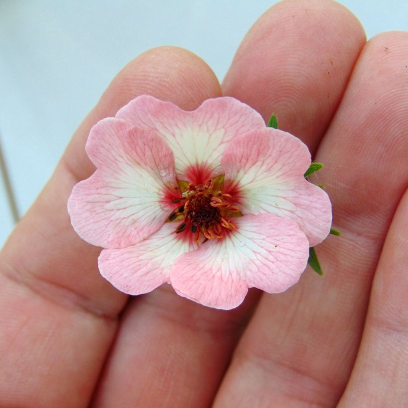 Potentilla hopwoodiana - Hopwoods Fingerkraut (Blüte)