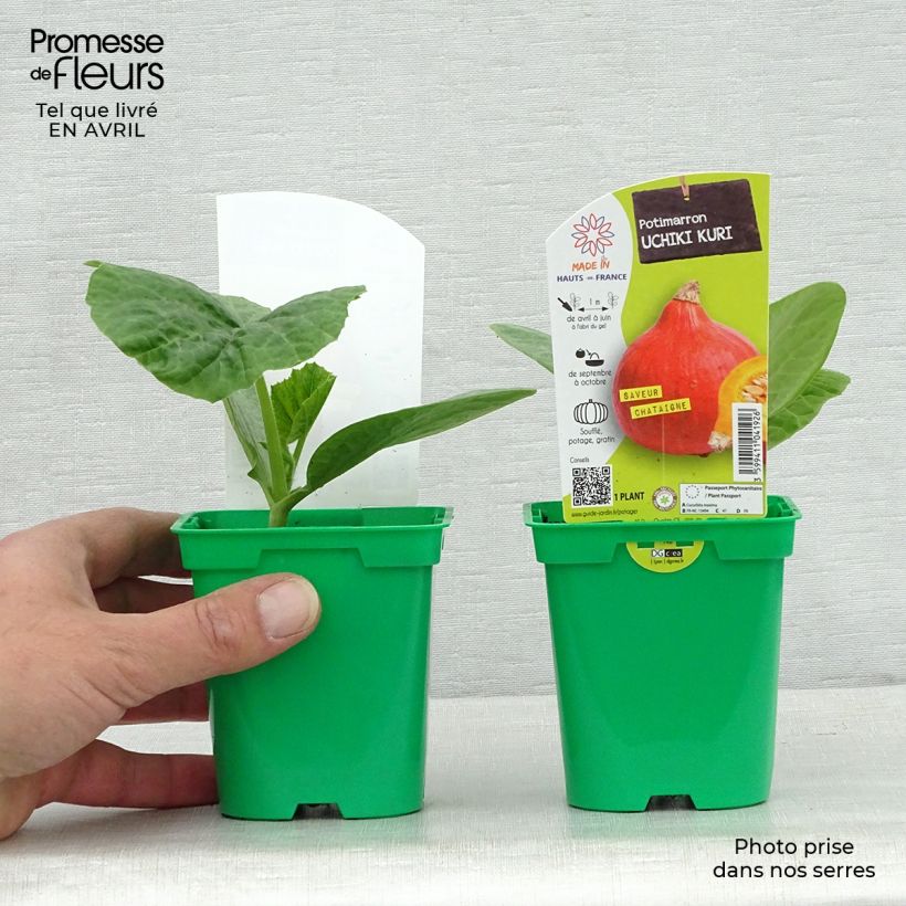 Exemplar von Potimarron Uchiki-Kuri en plants Pot de 10 cm/11cm wie im Frühjahr geliefert