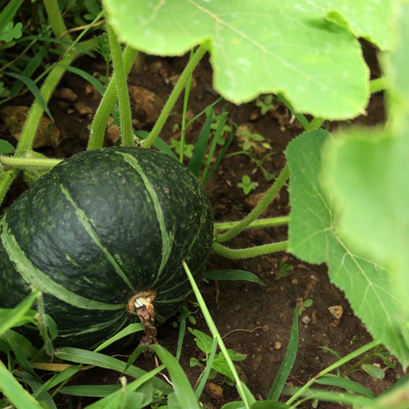 Riesen-Kürbis Doux Vert d'Hokkaido Bio - Ferme de Sainte Marthe (Ernte)