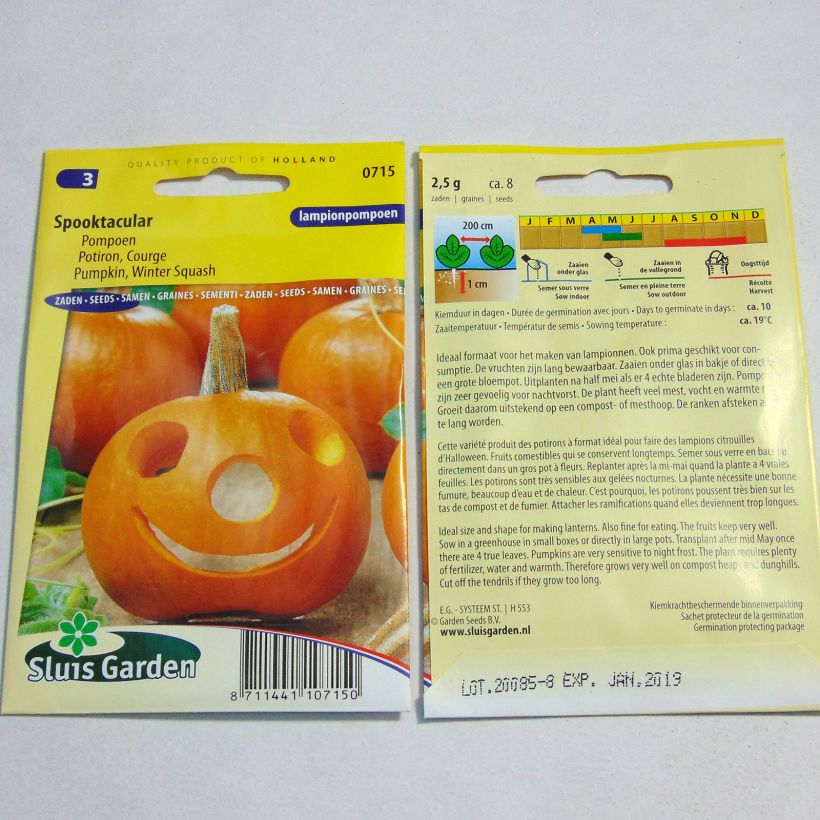 Beispiel eines Exemplars von Potiron d'Halloween Spooktacular - Courge - Cucurbita pepo Graines wie geliefert