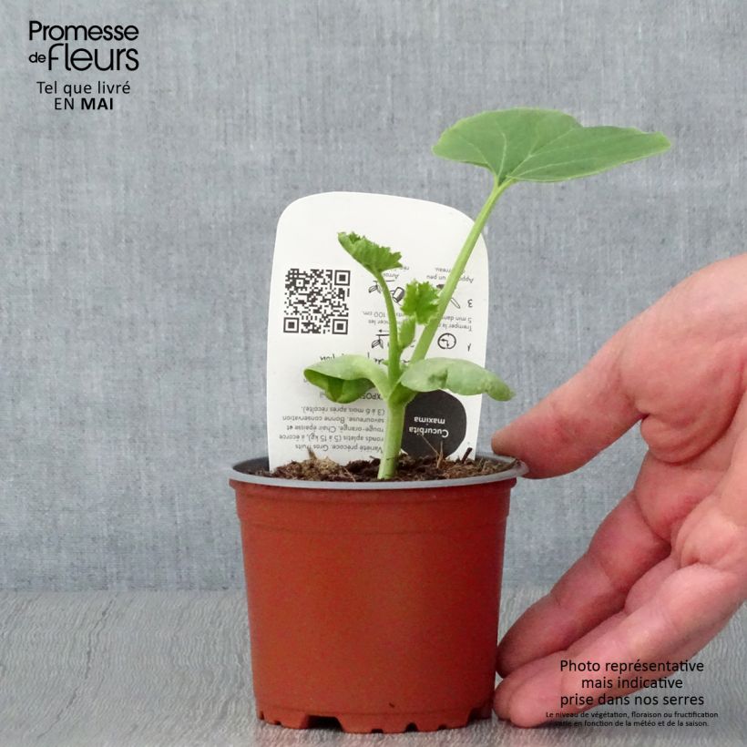 Exemplar von Potiron rouge vif d'Etampes en pots de 10,5cm BIO Pot de 10 cm/11cm wie im Frühjahr geliefert