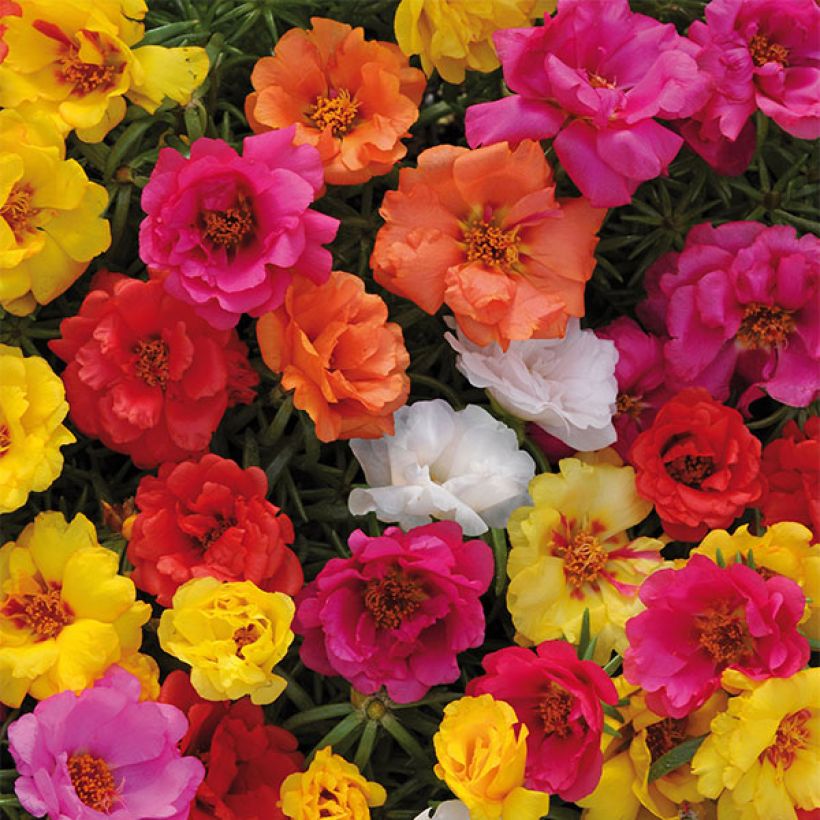 Portulakröschen Sundial Mix - Portulaca (Blüte)