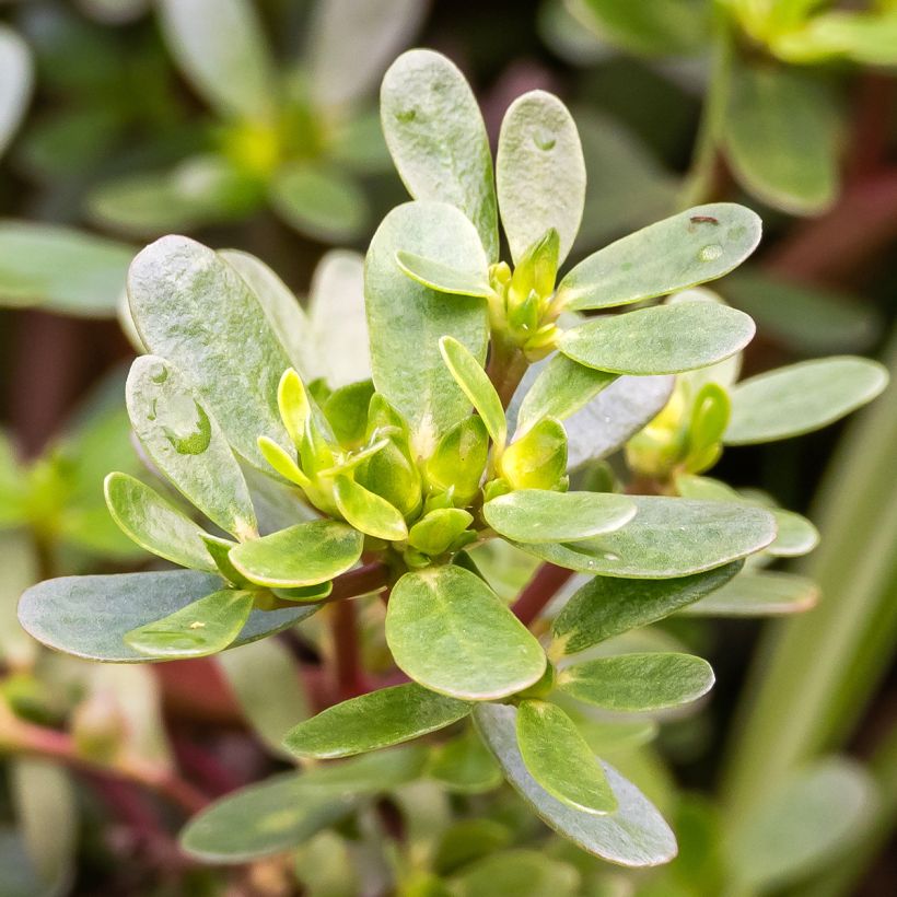 Portulak - Portulaca oleracea (Laub)