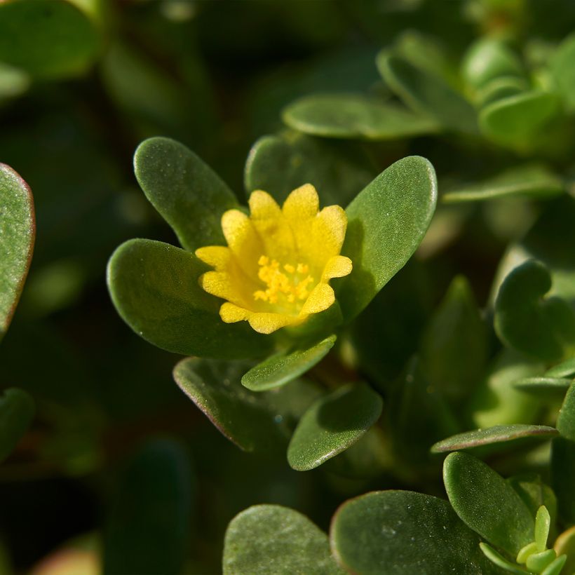 Portulak - Portulaca oleracea (Blüte)