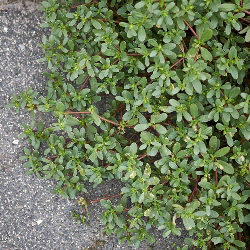 Portulak - Portulaca oleracea (Hafen)