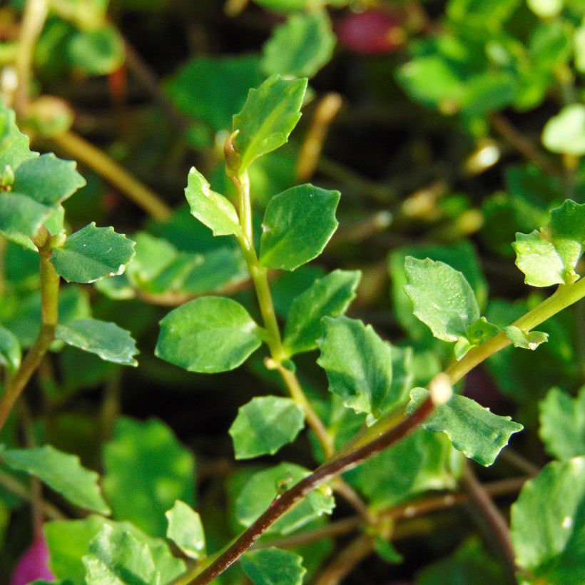 Pratia angulata - Teppichlobelie (Laub)