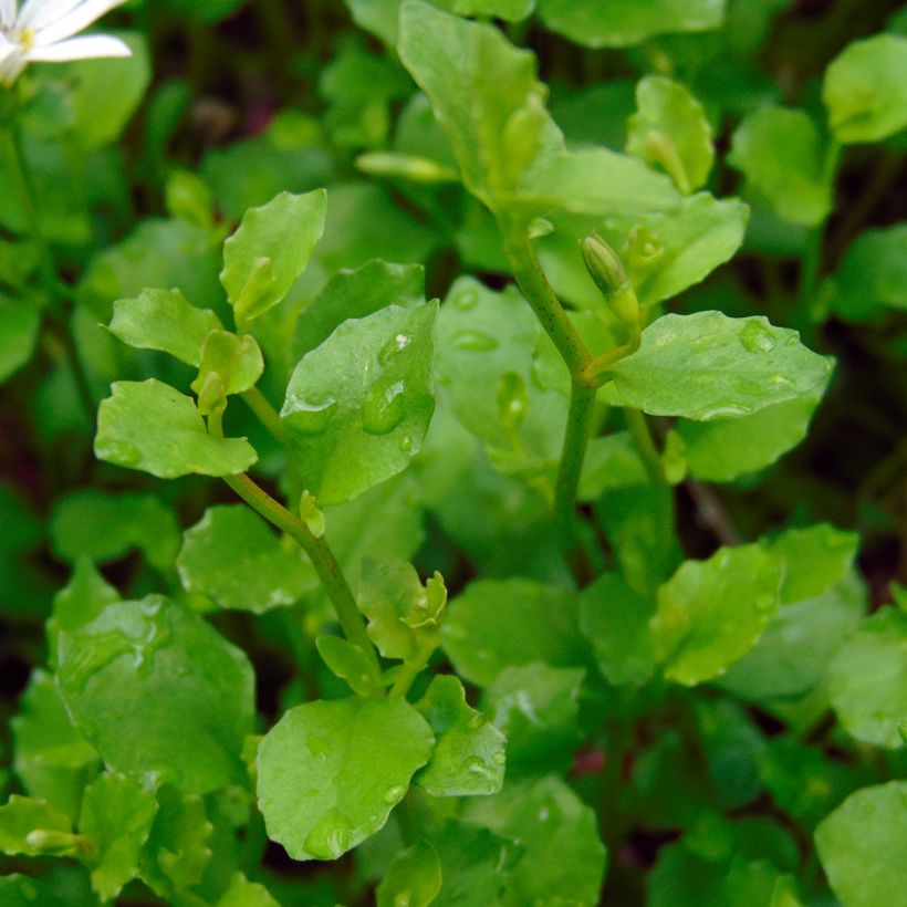 Pratia pedunculata - Teppichlobelie (Laub)