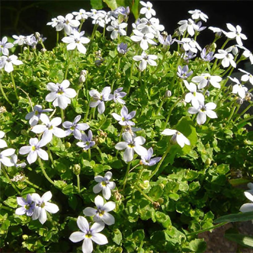 Pratia pedunculata - Teppichlobelie (Blüte)