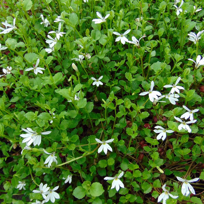 Pratia pedunculata - Teppichlobelie (Hafen)