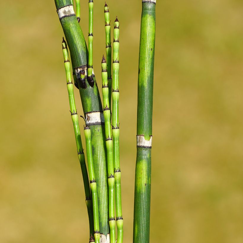 Equisetum hyemale - Winter-Schachtelhalm (Laub)