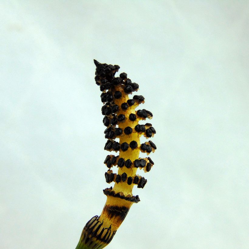 Equisetum hyemale - Winter-Schachtelhalm (Blüte)