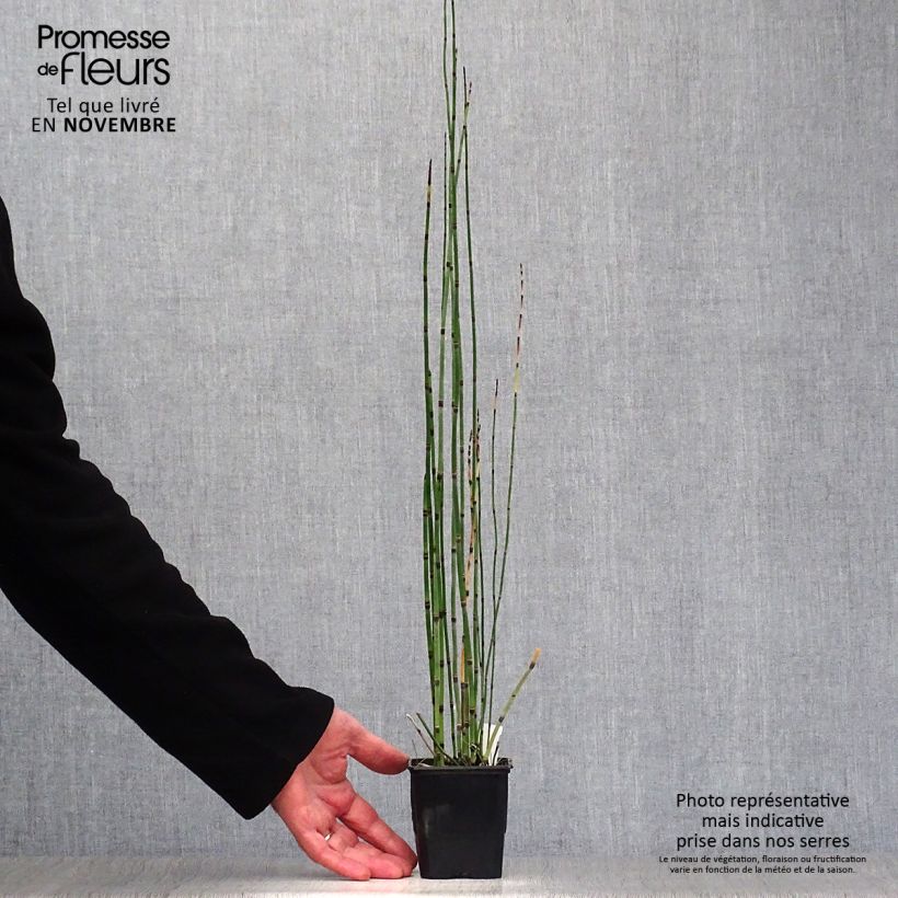 Exemplar von Prêle d'hiver - Equisetum hyemale (japonicum) godet 9cm wie im Herbst geliefert