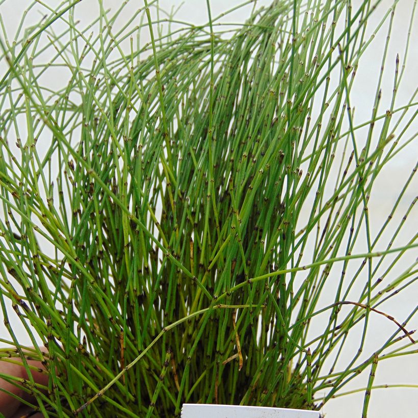 Equisetum scirpoides - Binsen-Schachtelhalm (Laub)