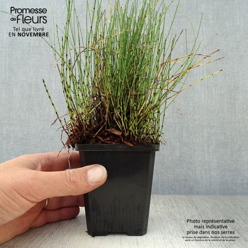 Exemplar von Prêle japonaise naine - Equisetum scirpoides Godet de 9cm wie im Herbst geliefert