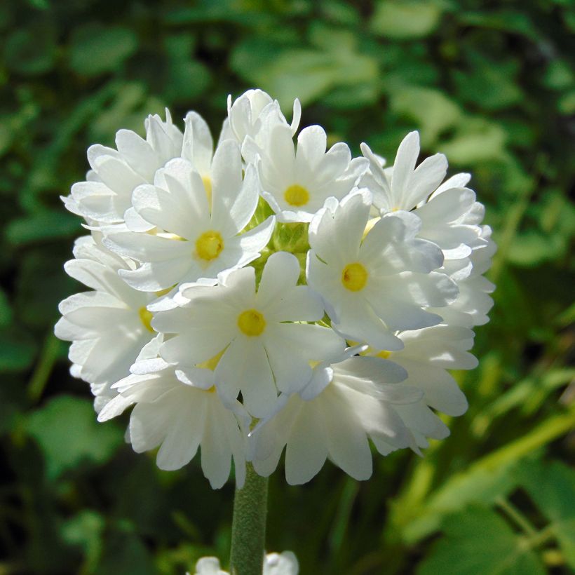 Primula denticulata Alba - Kugelprimel (Blüte)