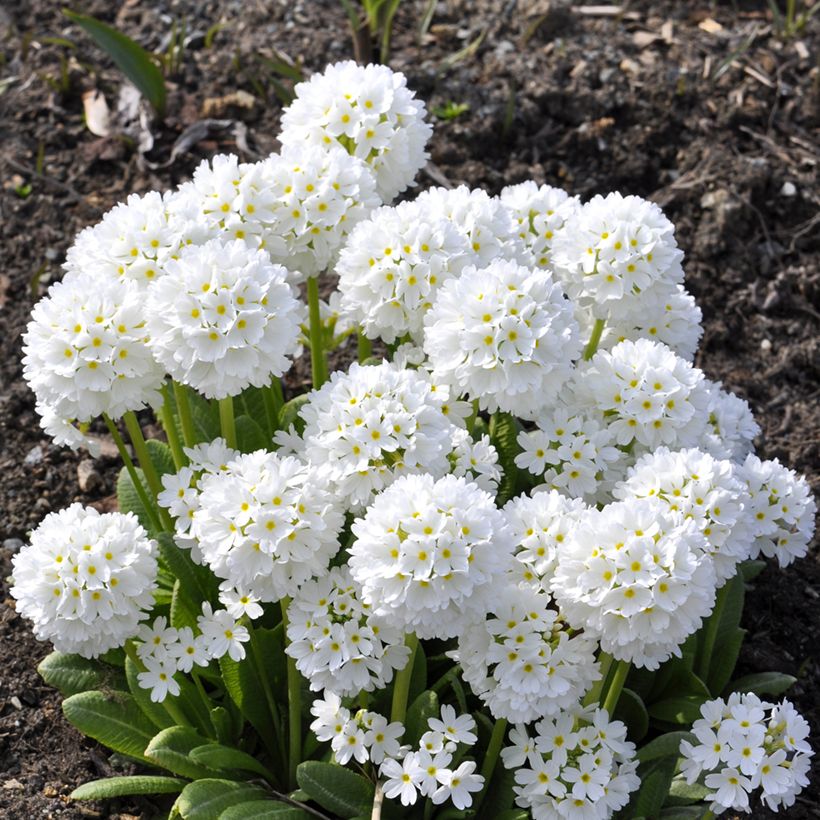 Primula denticulata Alba - Kugelprimel (Hafen)