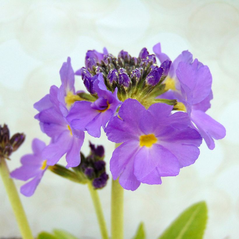 Primula denticulata Cashmeriana - Kugelprimel (Blüte)