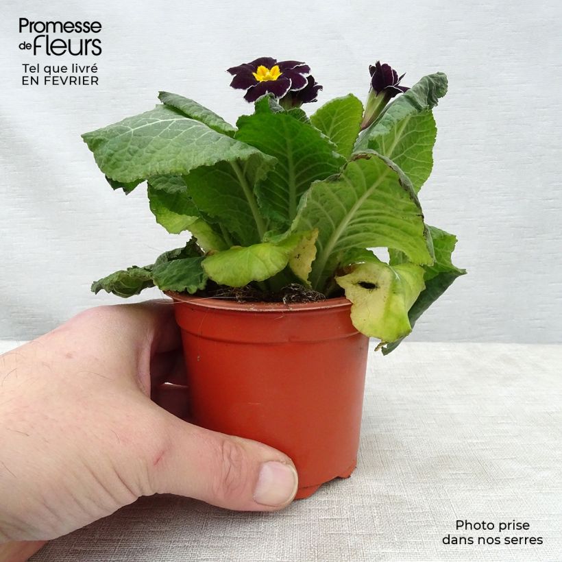 Exemplar von Primevère - Primula elatior Black Laced - Godet de 8/9cm wie im Winter geliefert