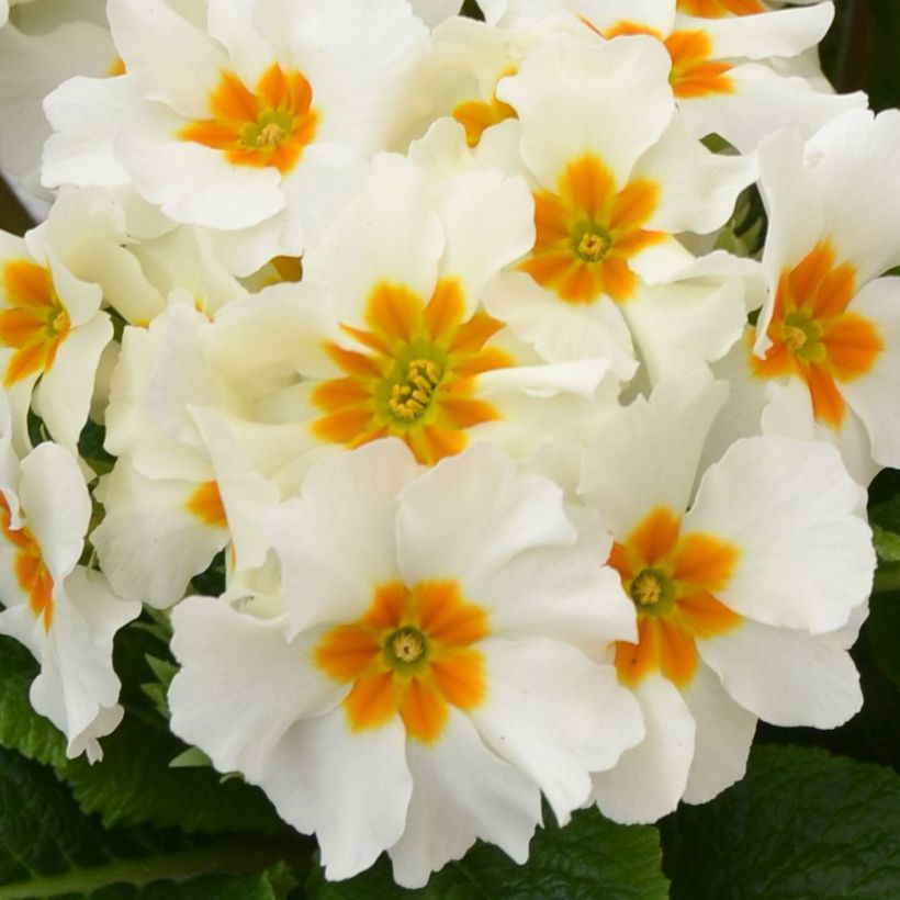 Hohe Schlüsselblume Colibri Withe Orange Eye - Primula (Blüte)