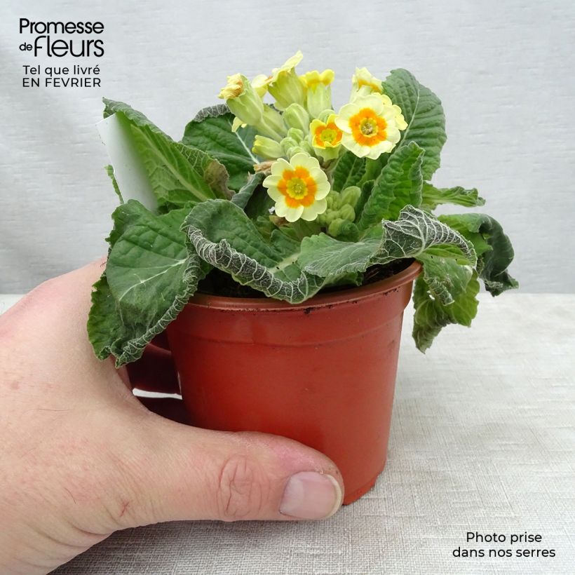 Exemplar von Primevère - Primula elatior Cream Orange Eye Godet de 8/9 cm wie im Winter geliefert