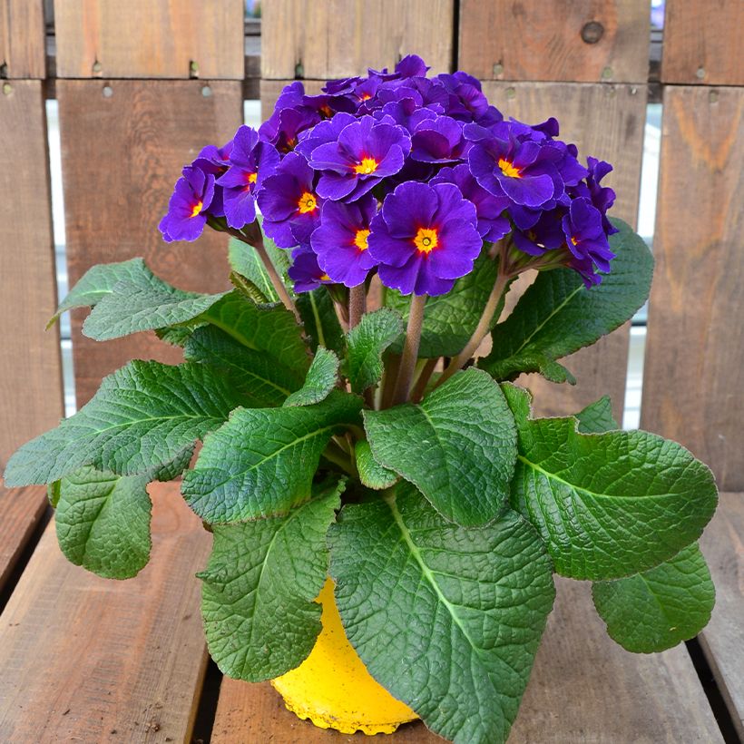 Hohe Schlüsselblume Veristar Late Blue - Primula (Hafen)