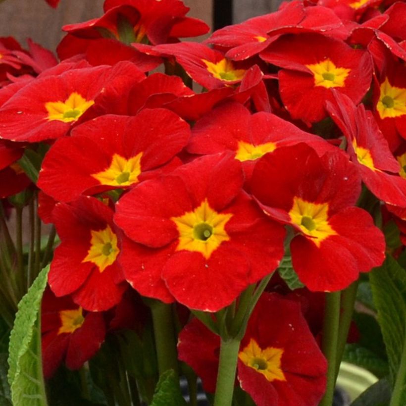 Hohe Schlüsselblume Veristar Late Red F1 - Primula (Blüte)