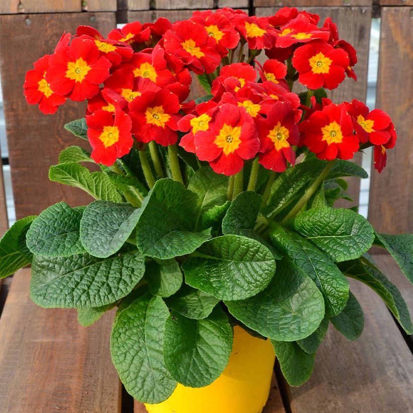 Hohe Schlüsselblume Veristar Late Red F1 - Primula (Hafen)