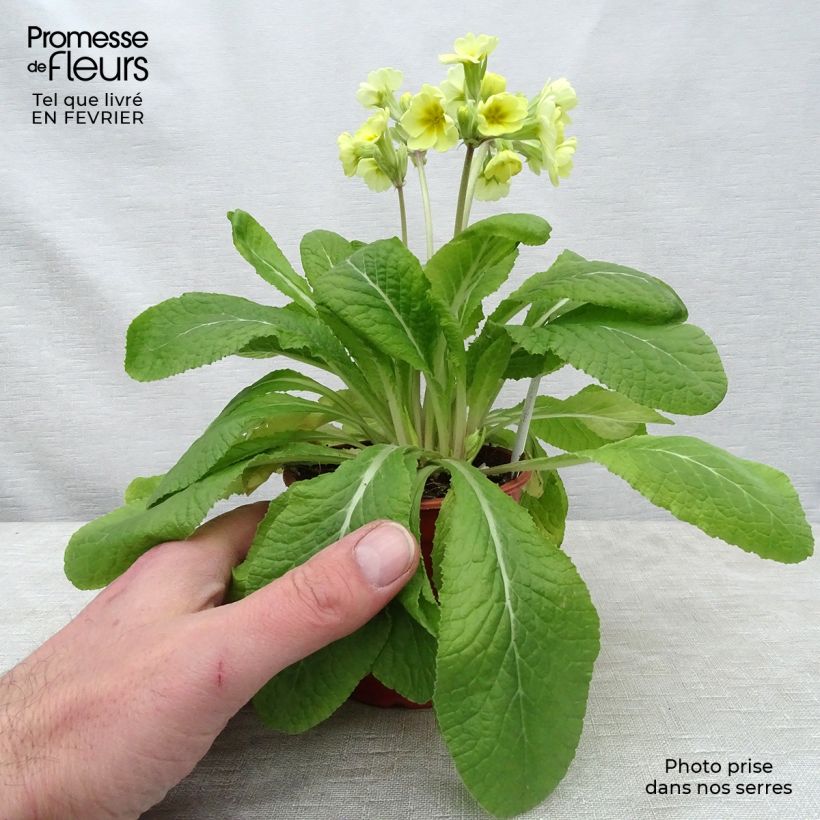 Exemplar von Primevère - Primula elatior Veristar Lemon Godet de 8/9 cm wie im Winter geliefert