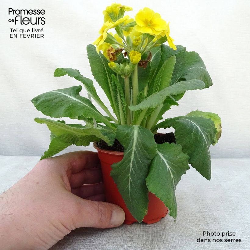 Exemplar von Primevère - Primula elatior Veristar Yellow Godet de 8/9 cm wie im Winter geliefert