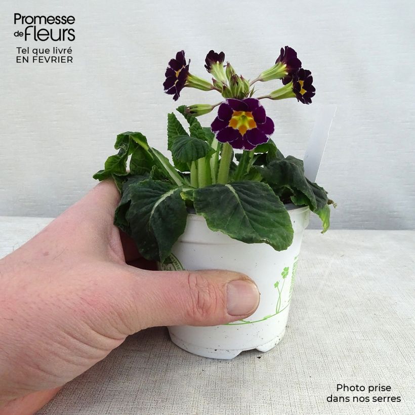 Exemplar von Primevère - Primula elatior Violet Laced - en godet de 9cm wie im Winter geliefert