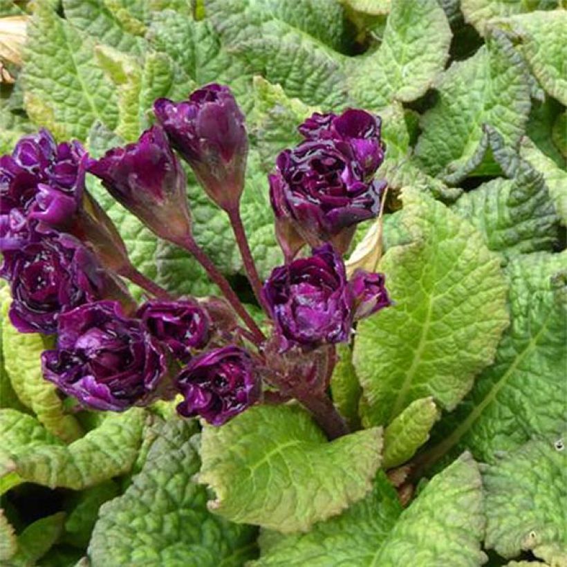 Primula Strong Beer - Kissenprimel (Blüte)