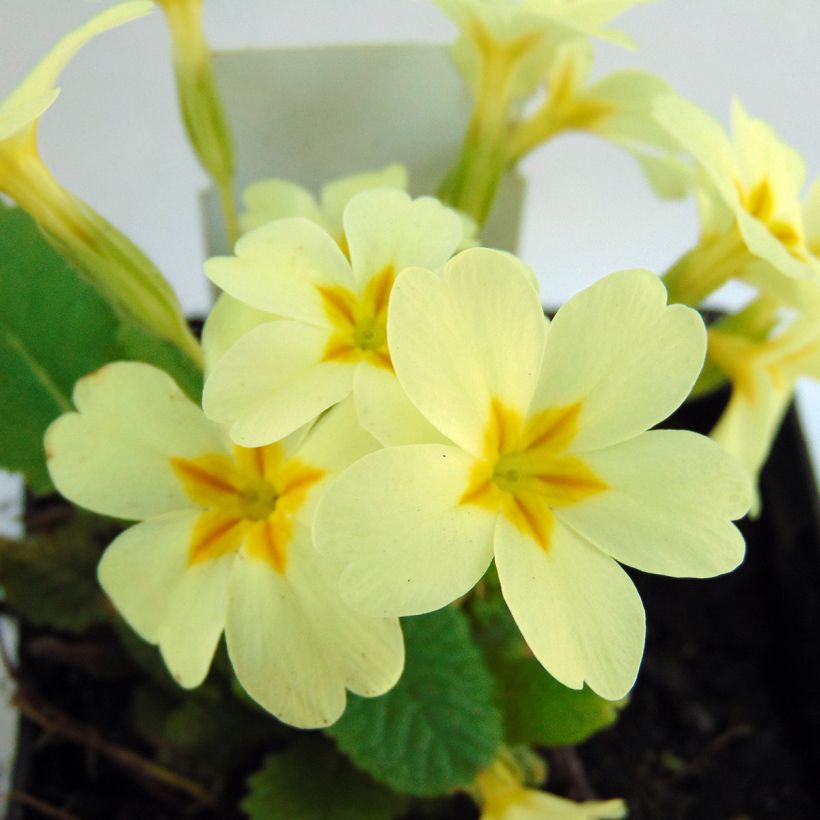 Gelbe Stängellose Schlüsselblume - Primula vulgaris (Blüte)