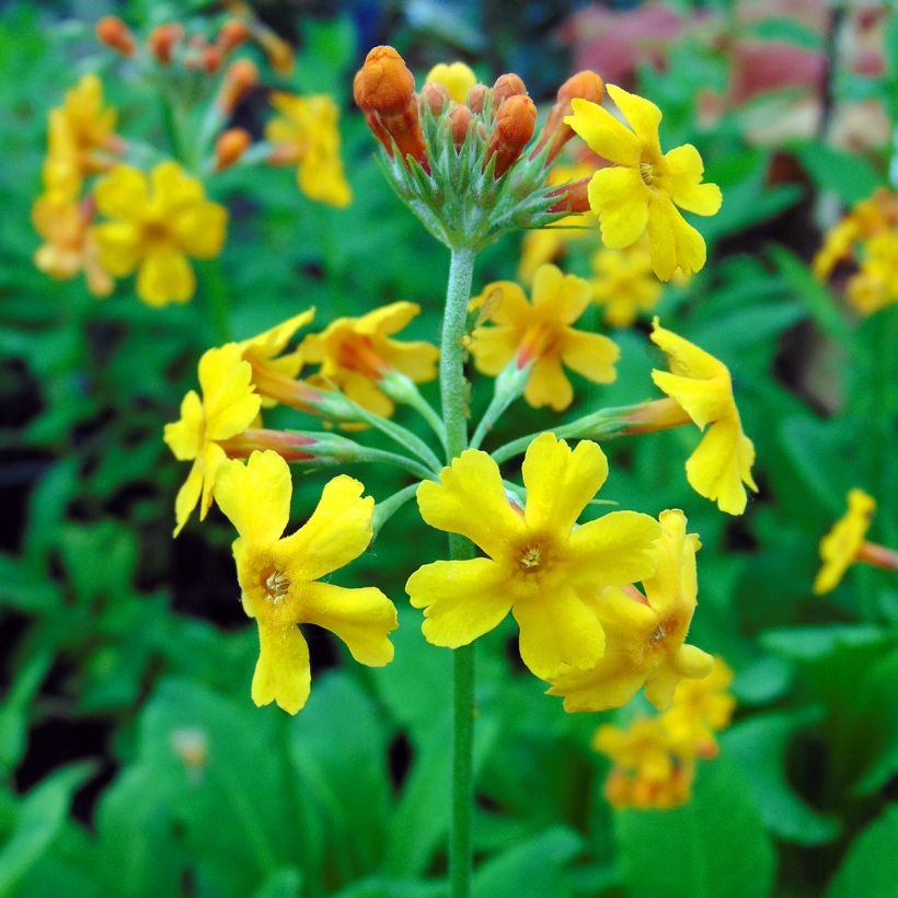 Primula bulleyana - Etagen-Primel (Blüte)