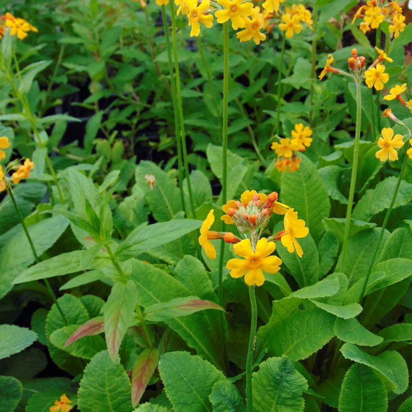 Primula bulleyana - Etagen-Primel (Hafen)