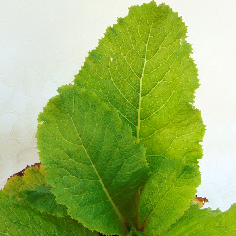 Primula japonica Millers Crimson - Etagen-Primel (Laub)