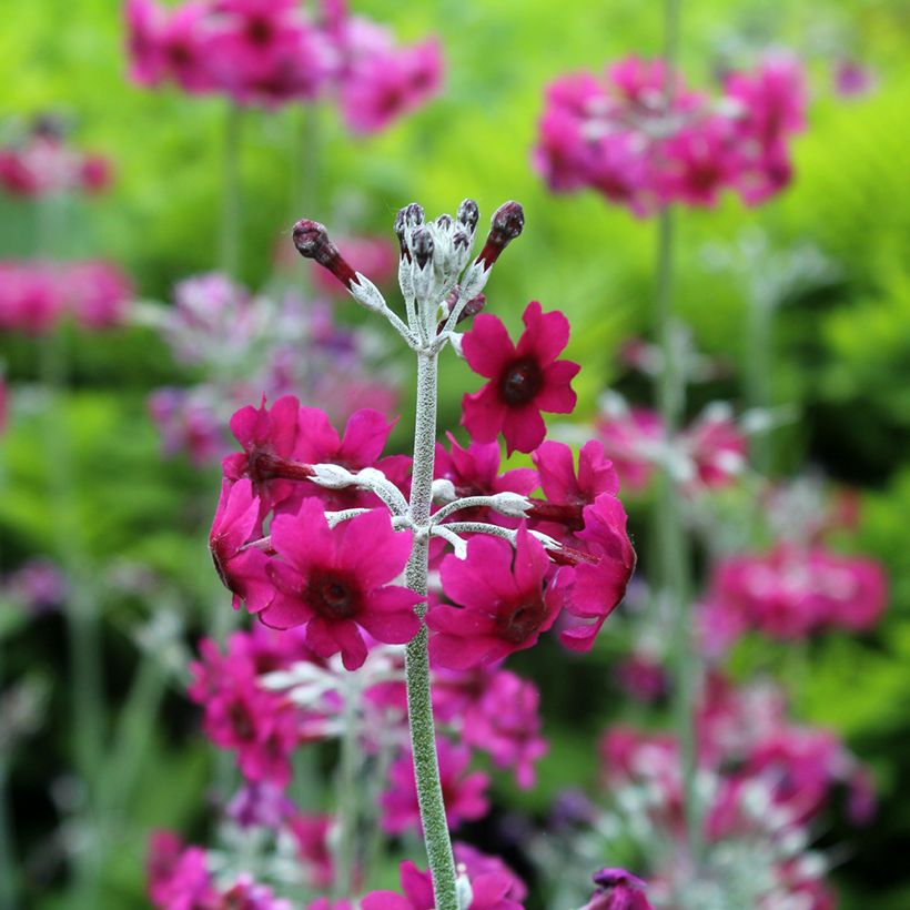 Primula pulverulenta - Primel (Blüte)