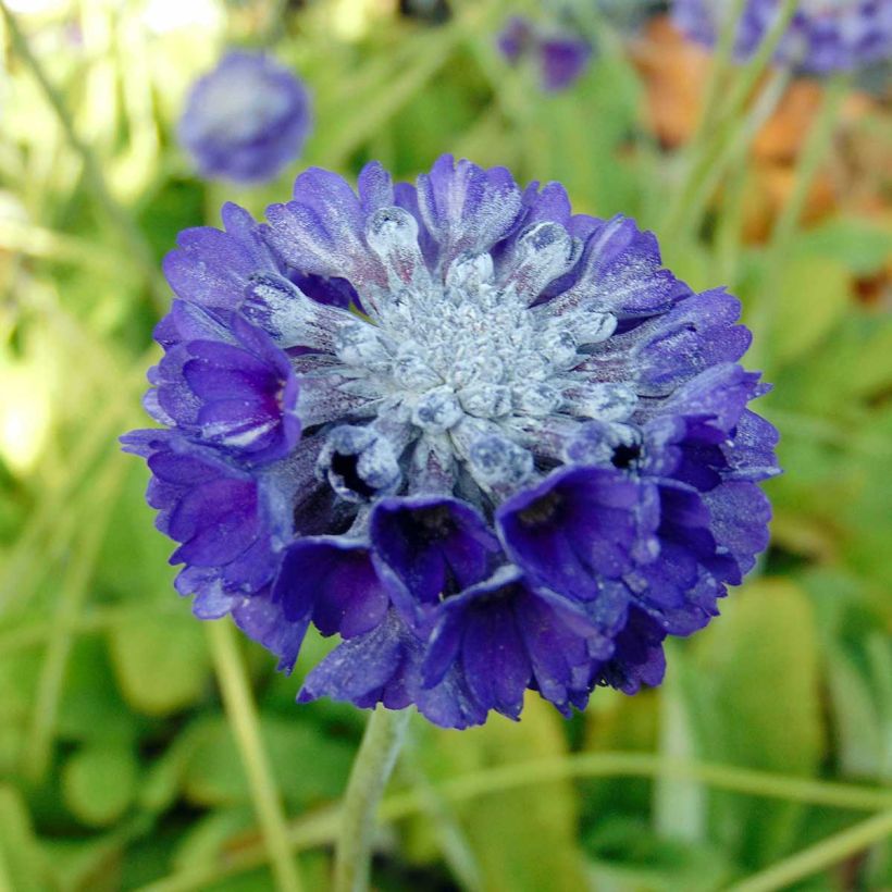 Primula capitata subsp. mooreana - Kopfige Schlüsselblume (Blüte)