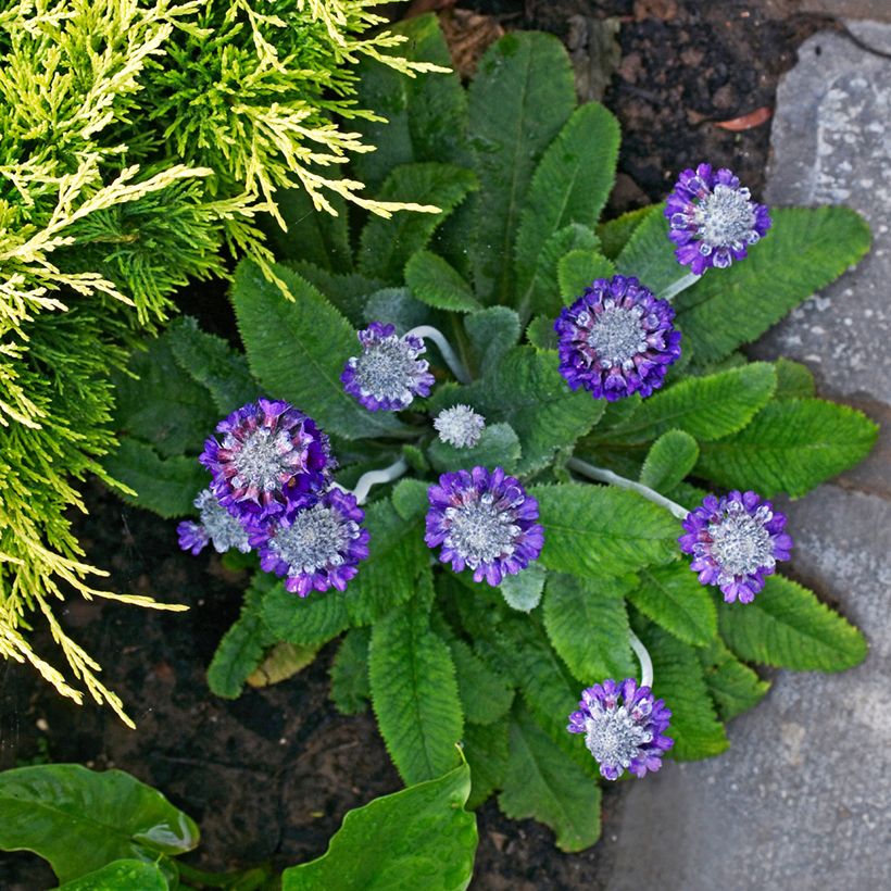 Primula capitata subsp. mooreana - Kopfige Schlüsselblume (Hafen)